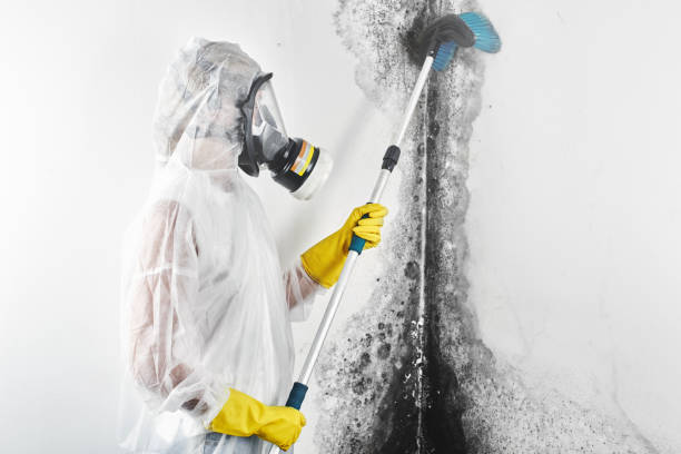 Best Forensic Mold Investigation  in Grand Junction, CO