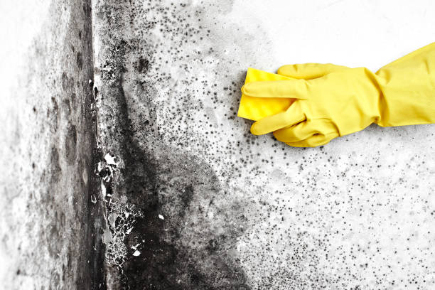 Best Attic Mold Removal  in Grand Junction, CO